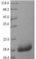 Staphylococcus aureus Chemotaxis inhibitory protein (chp) Recombinant Protein - BioCrest Sci