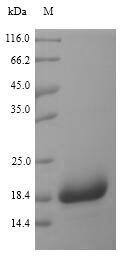 Staphylococcus aureus Chemotaxis inhibitory protein (chp) Recombinant Protein, Staphylococcus aureus (strain MRSA252), Yeast, N-terminal 6xHis-tagged, 16.1 kDa, purity >≥ 90% as determined by SDS-PAGE.