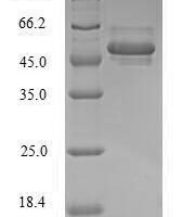 Human POU domain, class 5, transcription factor 1 (POU5F1) Recombinant Protein - BioCrest Sci