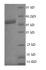 Human ES1 protein homolog, mitochondrial (C21orf33) Recombinant Protein, Homo sapiens (Human), E.coli, N-terminal GST-tagged, 50.9 kDa, purity >≥ 90% as determined by SDS-PAGE.