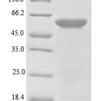 Mouse C-type lectin domain family 18 member A (Clec18a) Recombinant Protein, N-His - BioCrest Sci