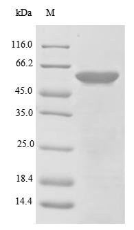 Mouse C-type lectin domain family 18 member A (Clec18a) Recombinant Protein, N-His, Mus musculus (Mouse), E.coli, N-terminal 6xHis-tagged, 62.6 kDa, purity >≥ 85% as determined by SDS-PAGE.
