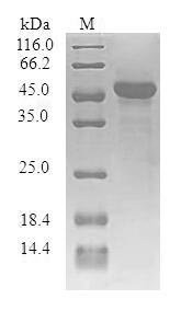 Human Synaptogyrin-1 (SYNGR1) Recombinant Protein, Homo sapiens (Human), E.coli, N-terminal GST-tagged, 48.0 kDa, purity >≥ 90% as determined by SDS-PAGE.