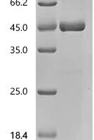 Human Transcription factor Jun (JUN) Recombinant Protein, C-His, aa 1–331 - BioCrest Sci