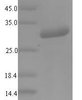 Mouse Alpha-defensin 1 (Defa1) Recombinant Protein - BioCrest Sci