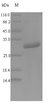 Mouse Alpha-defensin 1 (Defa1) Recombinant Protein, Mus musculus (Mouse), Yeast, N-terminal GST-tagged, 31.1 kDa, purity >≥ 90% as determined by SDS-PAGE.