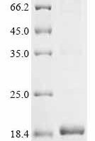 Amaranthus caudatus Antimicrobial peptide 2 Recombinant Protein - BioCrest Sci