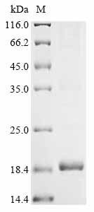 Amaranthus caudatus Antimicrobial peptide 2 Recombinant Protein, Amaranthus caudatus (Love-lies-bleeding) (Inca-wheat), E.coli, N-terminal 6xHis-KSI-tagged, 18.5 kDa, purity >≥ 85% as determined by SDS-PAGE.
