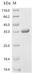 Human Prohibitin-2 (PHB2), partial Recombinant Protein, N-10His/C-Myc, Homo sapiens (Human), E.coli, N-terminal 10xHis-tagged and C-terminal Myc-tagged, 34.8 kDa, purity >≥ 90% as determined by SDS-PAGE.