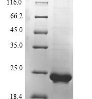 Mouse von Willebrand factor (Vwf), partial Recombinant Protein, N-10His/C-Myc - BioCrest Sci