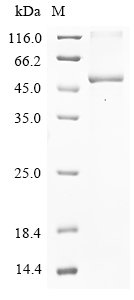 Human Ubl carboxyl-terminal hydrolase 18 (USP18) Recombinant Protein, N-10His/C-Myc, Homo sapiens (Human), E.coli, N-terminal 10xHis-tagged and C-terminal Myc-tagged, 50.5 kDa, purity >≥ 85% as determined by SDS-PAGE.