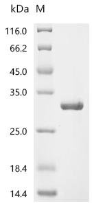 Staphylococcus aureus Chloramphenicol acetyltransferase (cat) Recombinant Protein, Staphylococcus aureus, E.coli, C-terminal 6xHis-tagged, 32.6 kDa, purity >≥ 95% as determined by SDS-PAGE.