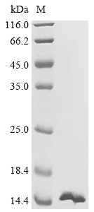 Human Rho GTPase-activating protein 33 (ARHGAP33), partial Recombinant Protein, Homo sapiens (Human), E.coli, N-terminal 10xHis-tagged, 14.8 kDa, purity >≥ 95% as determined by SDS-PAGE.