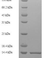 Cairina moschata Histone H2B Recombinant Protein - BioCrest Sci