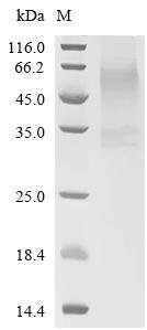 Human Voltage-dependent calcium channel gamma-1 subunit (CACNG1)-Detergent Recombinant Protein, Homo sapiens (Human), Mammalian cell, N-terminal 10xHis-tagged and C-terminal Twin-Strep-tagged, 29.6 kDa, purity >≥ 90% as determined by SDS-PAGE.