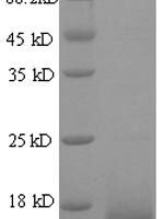 Mouse Galectin-7 (Lgals7) Recombinant Protein, N-His, aa 2–136, Yeast - BioCrest Sci