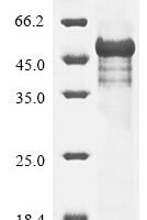 Mouse Protein Wnt-10a (Wnt10a) Recombinant Protein, N-10His/C-Myc - BioCrest Sci