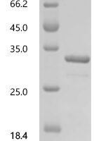 Clostridium pasteurianum Rubredoxin Recombinant Protein, N-GST, aa 1–54, E.coli - BioCrest Sci