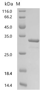 Clostridium pasteurianum Rubredoxin Recombinant Protein, N-GST, aa 1–54, E.coli, Clostridium pasteurianum, E.coli, N-terminal GST-tagged, 33.2 kDa, purity >≥ 90% as determined by SDS-PAGE.