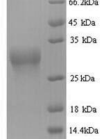 Triticum monococcum Omega-gliadin, partial Recombinant Protein - BioCrest Sci