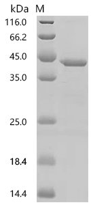 Human Cyclin-dependent kinase 12 (CDK12), partial Recombinant Protein, N-10His/C-Myc, Homo sapiens (Human), E.coli, N-terminal 10xHis-tagged and C-terminal Myc-tagged, 41.4 kDa, purity >≥ 85% as determined by SDS-PAGE.