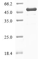 Human Spindlin-4 (SPIN4), partial Recombinant Protein - BioCrest Sci