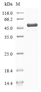 Human Spindlin-4 (SPIN4), partial Recombinant Protein, Homo sapiens (Human), E.coli, N-terminal GST-tagged, 51.3 kDa, purity >≥ 85% as determined by SDS-PAGE.