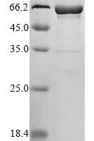 Human Interleukin-1 alpha (IL1A),Biotinylated Recombinant Protein - BioCrest Sci
