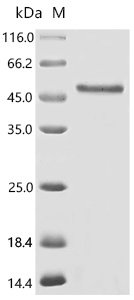 Human Eukaryotic translation initiation factor 4E (EIF4E) Recombinant Protein, N-GST, Homo sapiens (Human), E.coli, N-terminal GST-tagged, 52.5 kDa, purity >≥ 85% as determined by SDS-PAGE.