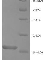 Oxyopes takobius Oxyopinin-4a Recombinant Protein - BioCrest Sci