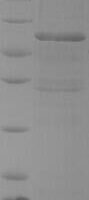 Staphylococcus aureus Foldase protein PrsA (prsA) Recombinant Protein - BioCrest Sci