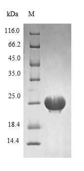 Mycobacterium tuberculosis Recombination protein RecR (recR) Recombinant Protein, Mycobacterium tuberculosis (strain ATCC 25177 / H37Ra), E.coli, N-terminal 6xHis-tagged, 26.1 kDa, purity >≥ 90% as determined by SDS-PAGE.