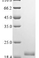 Gymnema sylvestre Gurmarin Recombinant Protein - BioCrest Sci