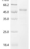 Human S-adenosylmethionine synthase isoform type-2 (MAT2A) Recombinant Protein, N-His, aa 1–395, Baculovirus - BioCrest Sci