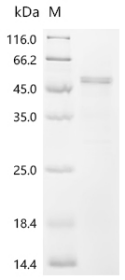 Human S-adenosylmethionine synthase isoform type-2 (MAT2A) Recombinant Protein, N-His, aa 1–395, Baculovirus, Homo sapiens (Human), Baculovirus, N-terminal 6xHis-tagged, 45.9 kDa, purity >≥ 85% as determined by SDS-PAGE.