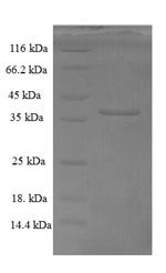 Drosophila melanogaster Bursicon (burs) Recombinant Protein, N-GST, Drosophila melanogaster (Fruit fly), E.coli, N-terminal GST-tagged, 42.5 kDa, purity >≥ 90% as determined by SDS-PAGE.