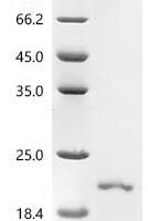 Bradyrhizobium sp. Chitooligosaccharide deacetylase (nodB) Recombinant Protein, N-His-KSI - BioCrest Sci