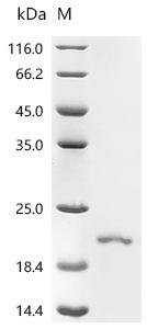 Bradyrhizobium sp. Chitooligosaccharide deacetylase (nodB) Recombinant Protein, N-His-KSI, Bradyrhizobium sp. (strain NC92), E.coli, N-terminal 6xHis-KSI-tagged, 19.8 kDa, purity >≥ 95% as determined by SDS-PAGE.