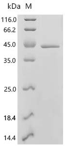 Saccharomyces cerevisiae Homeobox protein CUP9 (CUP9) Recombinant Protein, Saccharomyces cerevisiae (strain ATCC 204508 / S288c) (Baker's yeast), E.coli, C-terminal 6xHis-tagged, 41.6 kDa, purity >≥ 95% as determined by SDS-PAGE.
