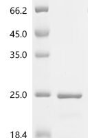 Human Histone H3.1 (H3C1) Recombinant Protein - BioCrest Sci