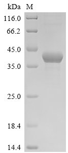 Escherichia coli DNA adenine methylase (dam) Recombinant Protein, Escherichia coli (strain K12), E.coli, N-terminal 6xHis-tagged and C-terminal Avi-tagged, 41.4 kDa, purity >≥ 85% as determined by SDS-PAGE.