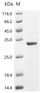 Human Tumor necrosis factor ligand superfamily member 10 (TNFSF10), partial Recombinant Protein, C-10His, Homo sapiens (Human), E.coli, C-terminal 10xHis-tagged, 29.2 kDa, purity >≥ 85% as determined by SDS-PAGE.