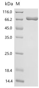 Human Protein-arginine deiminase type-1 (PADI1) Recombinant Protein, C-10His, Homo sapiens (Human), Mammalian cell, C-terminal 10xHis-tagged, 76.0 kDa, purity >≥ 95% as determined by SDS-PAGE.