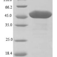 Arabidopsis thaliana UDP-glycosyltransferase 89C1 (UGT89C1) Recombinant Protein, N-10His, aa 1–435, E.coli - BioCrest Sci