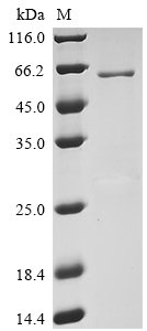 Human Transmembrane protease serine 2 (TMPRSS2), partial Recombinant Protein, Homo sapiens (Human), E.coli, N-terminal GST-tagged, 53.7 kDa, purity >≥ 85% as determined by SDS-PAGE.