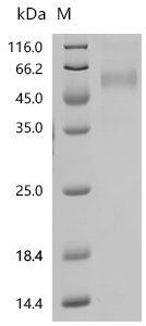 Cat Zona pellucida sperm-binding protein 3 (ZP3) Recombinant Protein, C-10His, Felis catus (Cat) (Felis silvestris catus), Felis catus (Cat) (Felis silvestris catus), C-terminal 10xHis-tagged, 38.3 kDa, purity >≥ 90% as determined by SDS-PAGE.