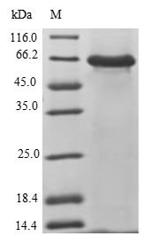 Human 2-5A-dependent ribonuclease (RNASEL), partial Recombinant Protein, N-His-SUMO, Homo sapiens (Human), E.coli, N-terminal 6xHis-SUMO-tagged, 63.4 kDa, purity >≥ 90% as determined by SDS-PAGE.