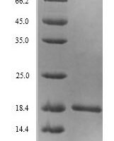 Escherichia coli Ferric uptake regulation protein (fur) Recombinant Protein, N-His, aa 2–148, Yeast - BioCrest Sci