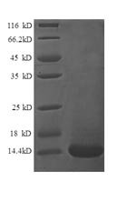 Human Lymphotactin protein (XCL1) Recombinant Protein, Homo sapiens (Human), E.coli, N-terminal 6xHis-tagged, 14.3 kDa, purity >≥ 90% as determined by SDS-PAGE.