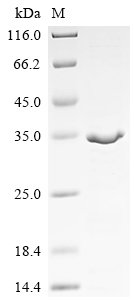Drosophila melanogaster Maternal effect protein staufen (stau), partial Recombinant Protein, Drosophila melanogaster (Fruit fly), E.coli, N-terminal 6xHis-tagged, 32.8 kDa, purity >≥ 85% as determined by SDS-PAGE.
